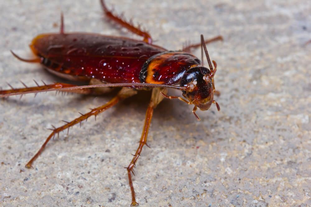 A Cockroach is Crawling on a Concrete Surface — Dominion Pest Control in Nanango, QLD