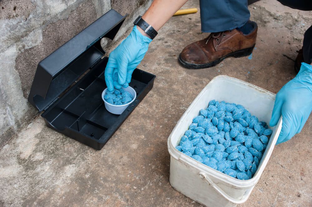 A Person Wearing Blue Gloves is Pouring Blue Pills Into a Mouse Trap — Dominion Pest Control in Yarraman, QLD