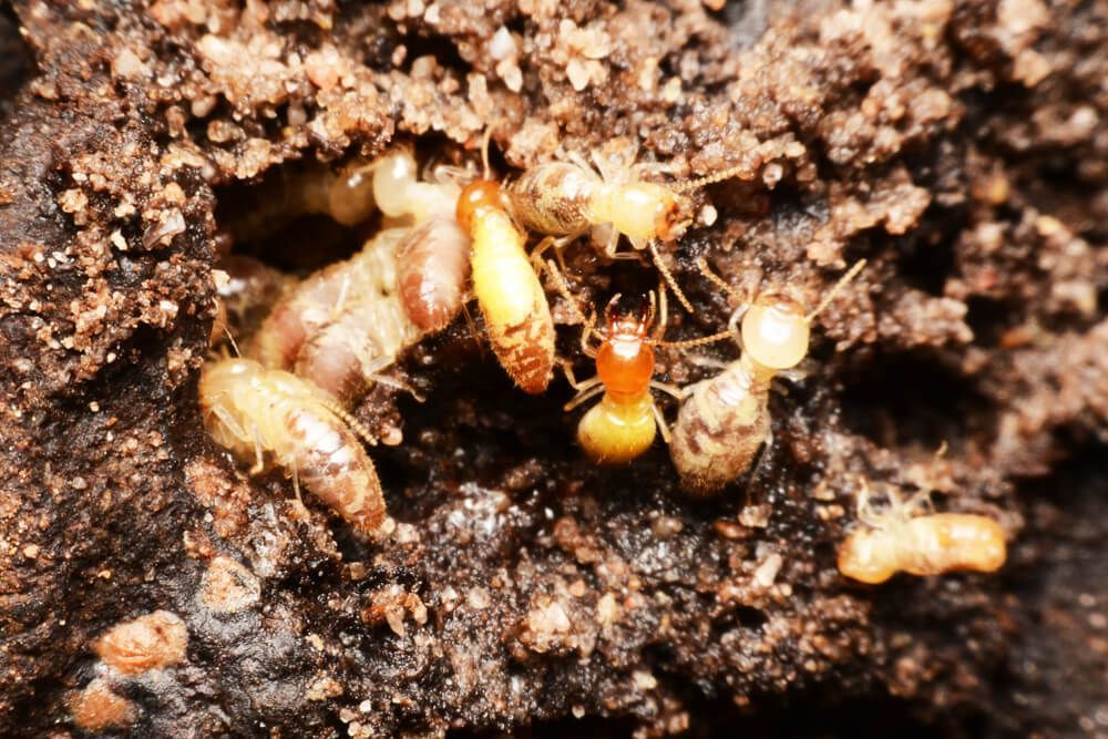 A Group of Termites are Crawling on a Pile of Dirt — Dominion Pest Control in Murgon, QLD