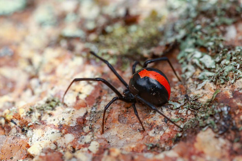 A Black and Red Spider is Sitting on a Rock — Dominion Pest Control in Murgon, QLD