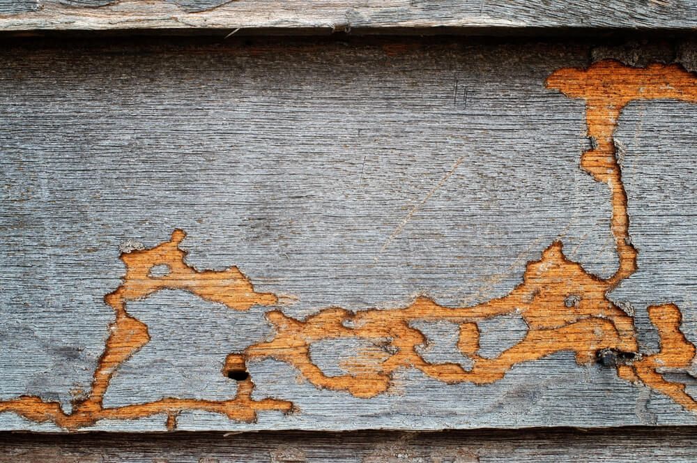 A Close Up of a Piece of Wood With Termites Coming Out of It — Dominion Pest Control in Wondai, QLD