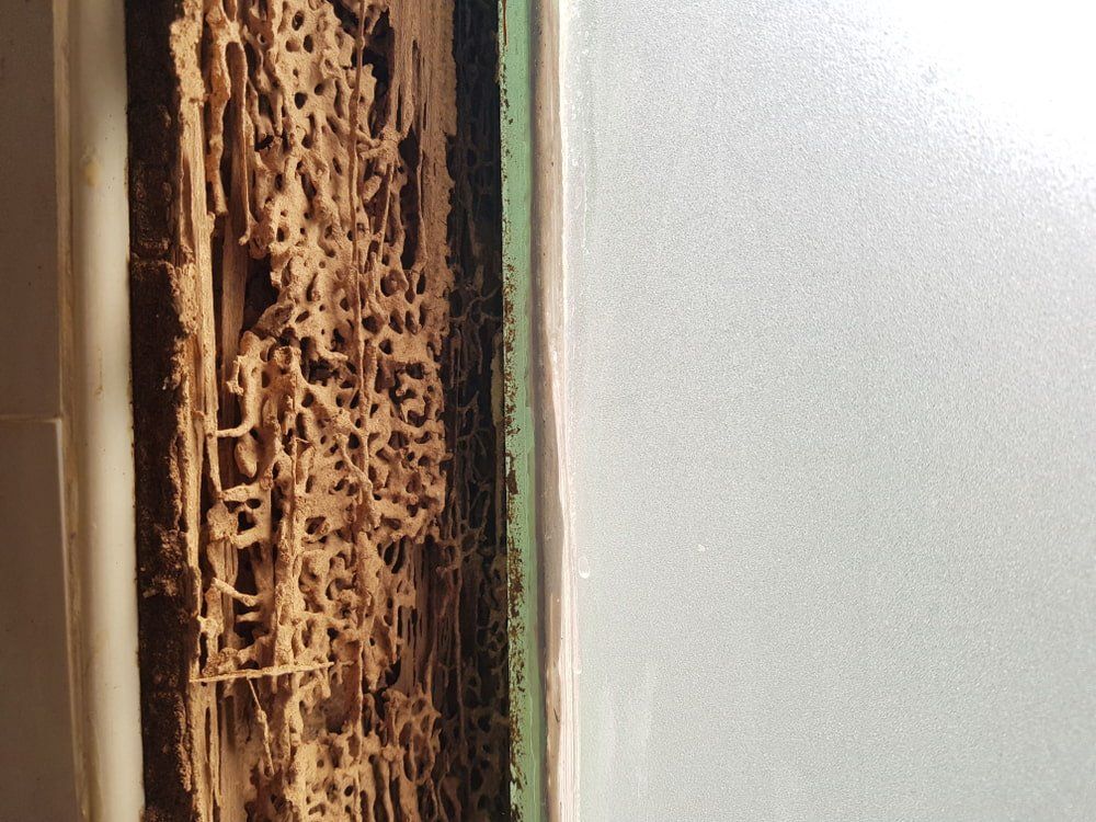 Termites Damage Wooden Window Of House — General Pest Control in Kingaroy, QLD