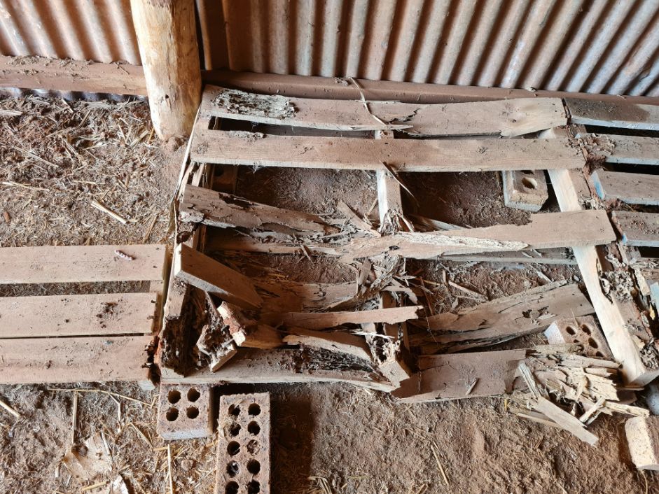 Damaged Woods Inside The Shed Caused By Termites — Dominion Pest Control in Kingaroy, QLD