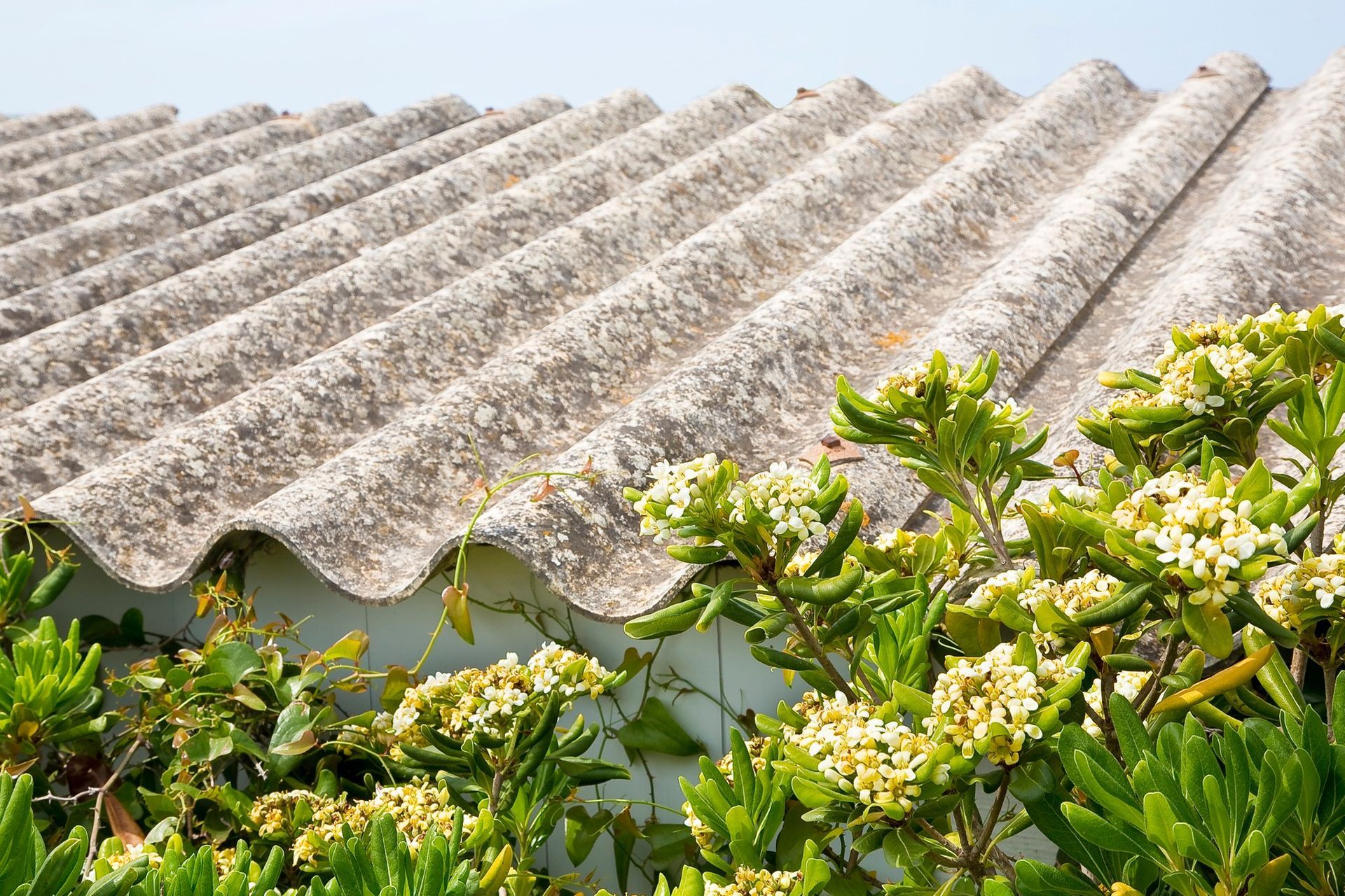 Un tetto grigio, ondulato e consumato dal tempo, parzialmente nascosto da un rigoglioso cespuglio verde con grappoli di piccoli fiori gialli.