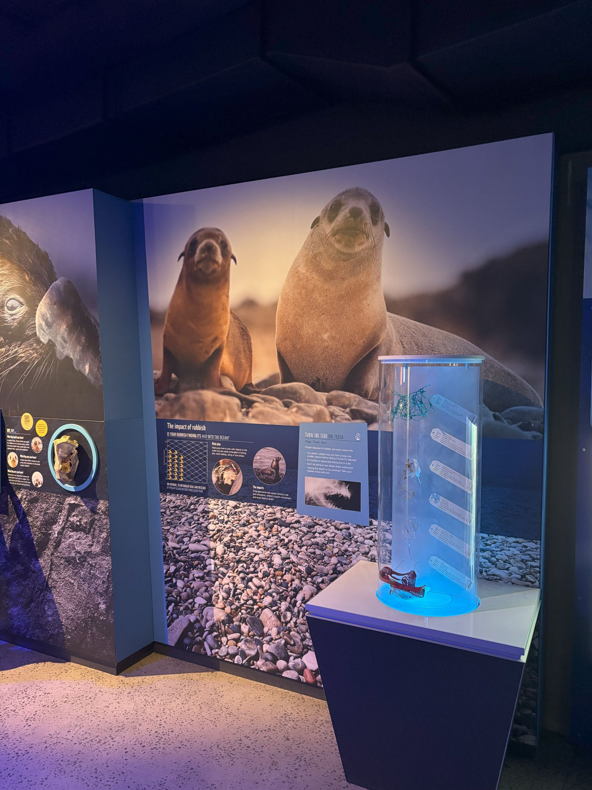 Exhibit with seals mural, informative panels, and a cylindrical display case lit blue.