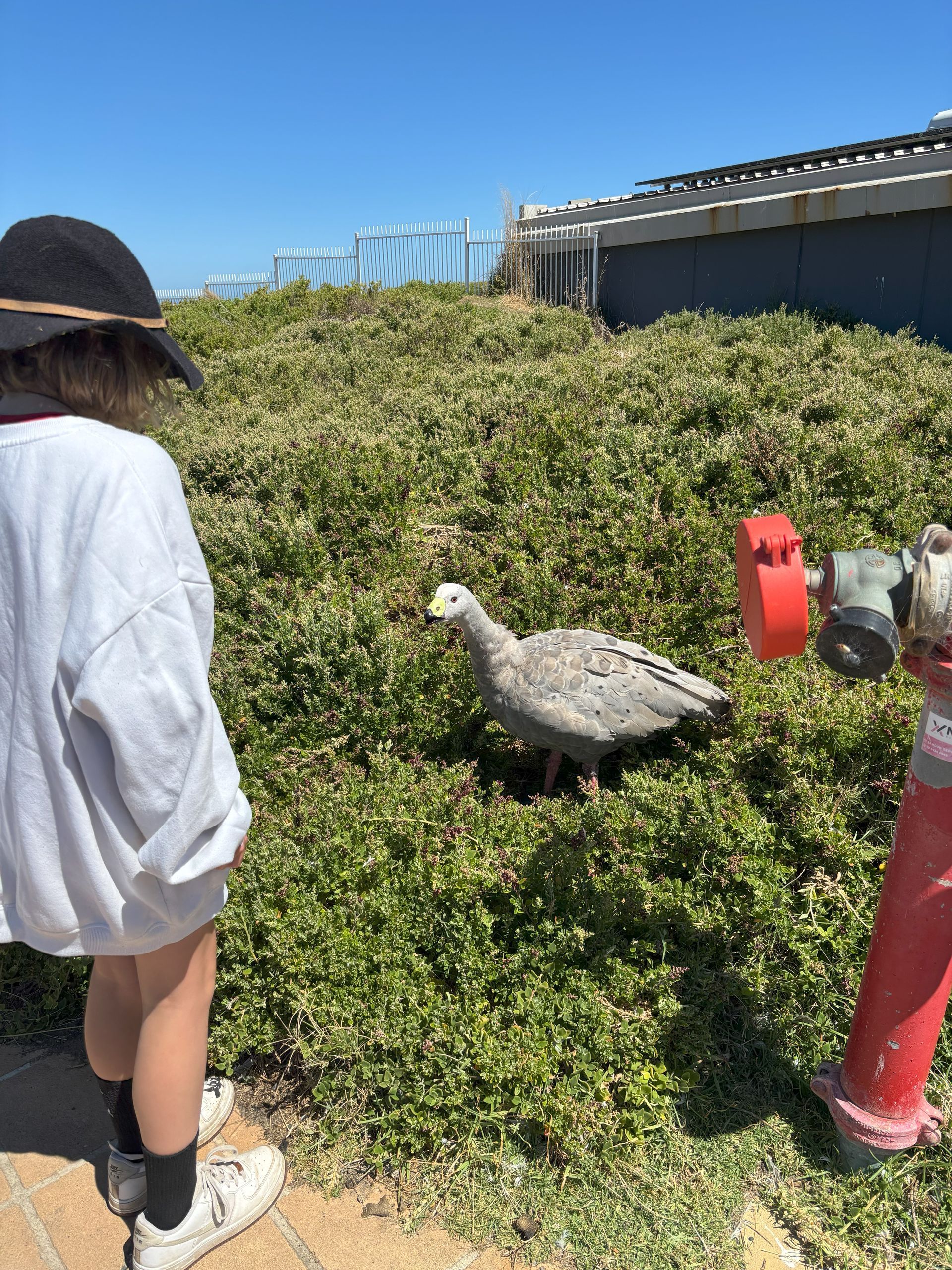 Child looking at a grey bird on green bushes near a red fire hydrant; sunny outdoor setting at Phillip Island.