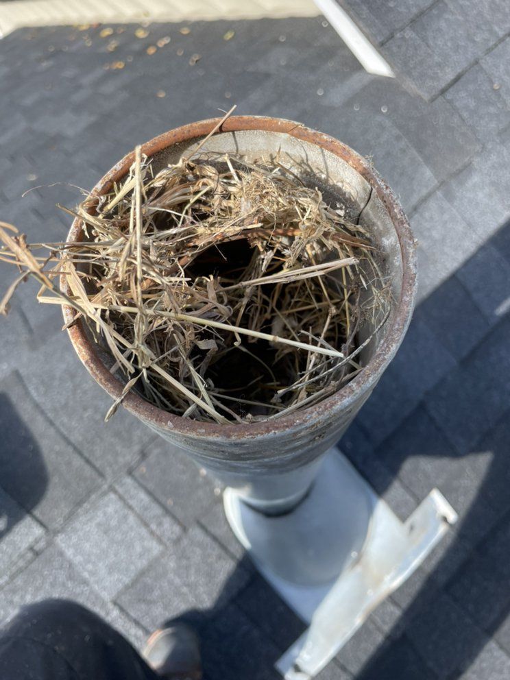 A close up of a bird nest in a drainpipe on a roof.