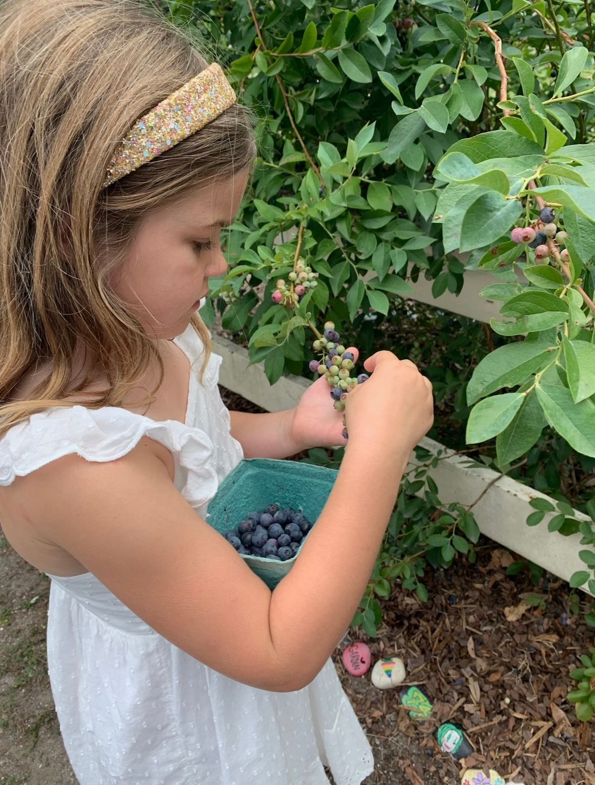 A little girl is picking blueberries from a bush.