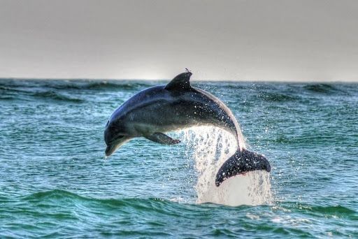 Dolphin jumping out of the water in Panama City Beach, FL.