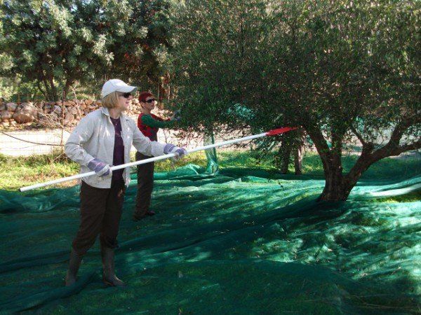 Hand beating is the tradtional way of picking olives