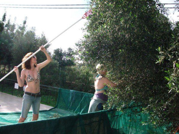 Not the traditional dress for picking olives