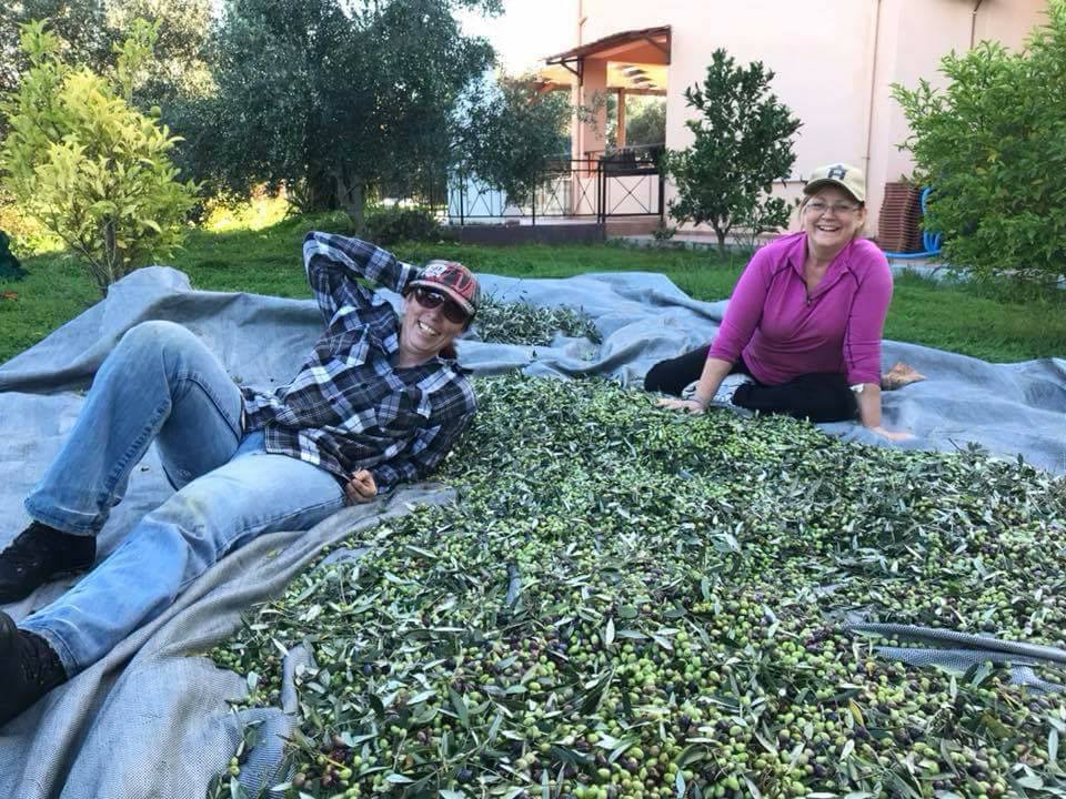 Getting up close and personal olive picking in Crete