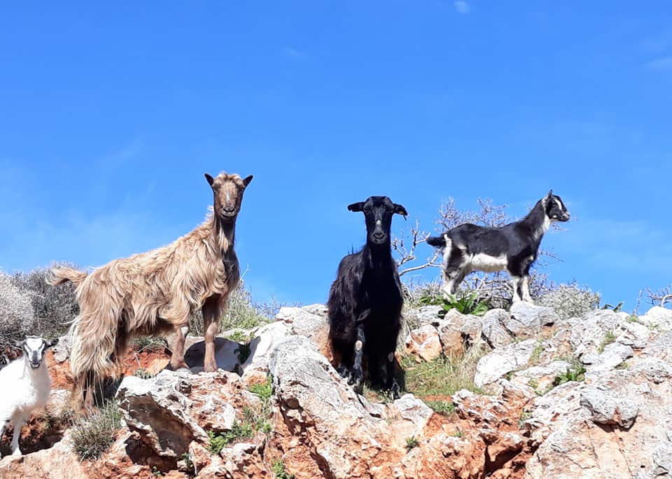 Goats galore next door