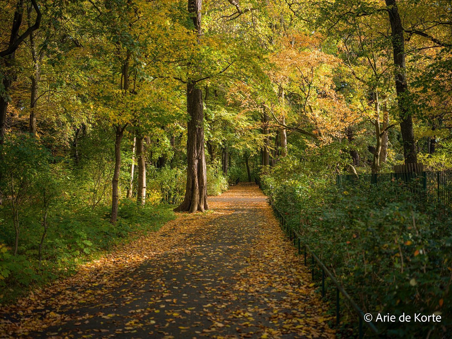Arie de Korte, een plek voor diepe rust, helderheid en innerlijke groei. Foto van een pad door bosrijk, rustgevend gebied, gemaakt door Arie de Korte