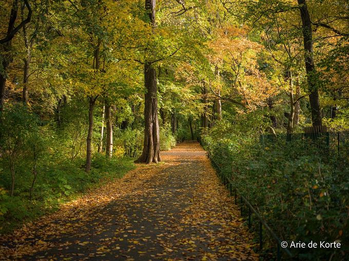 Arie de Korte, een plek voor diepe rust, helderheid en innerlijke groei. Foto van een pad door bosrijk, rustgevend gebied, gemaakt door Arie de Korte