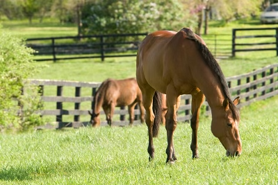 Two horses are grazing in a field next to a fence.