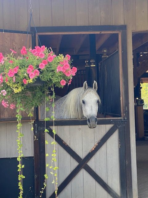 A white horse looking out of a stable window