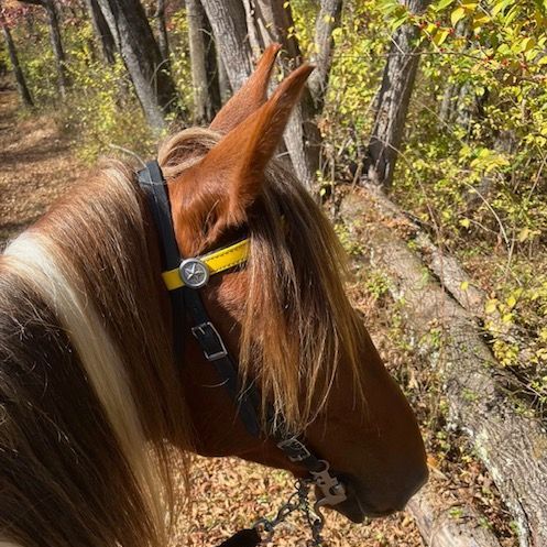 A brown horse wearing a yellow bridle is standing in the woods.