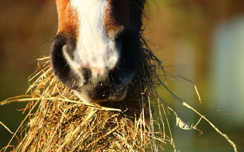 A close up of a horse eating a pile of hay.