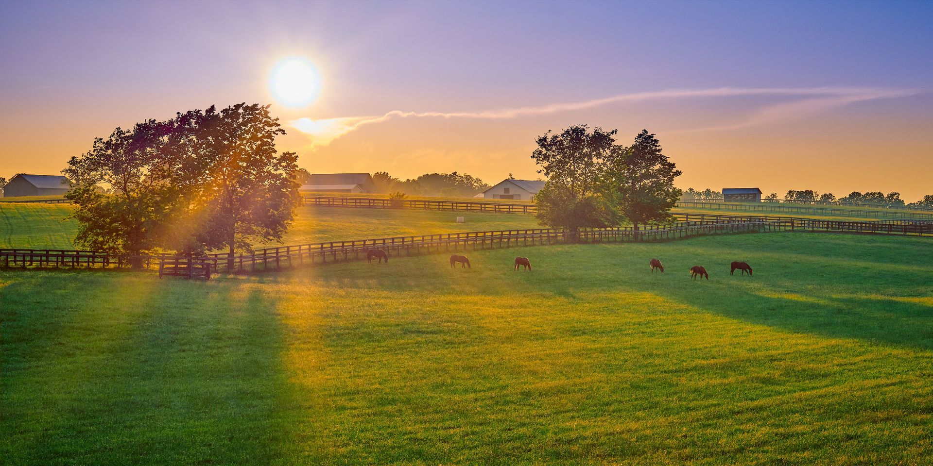 The sun is setting over a grassy field with trees in the background.