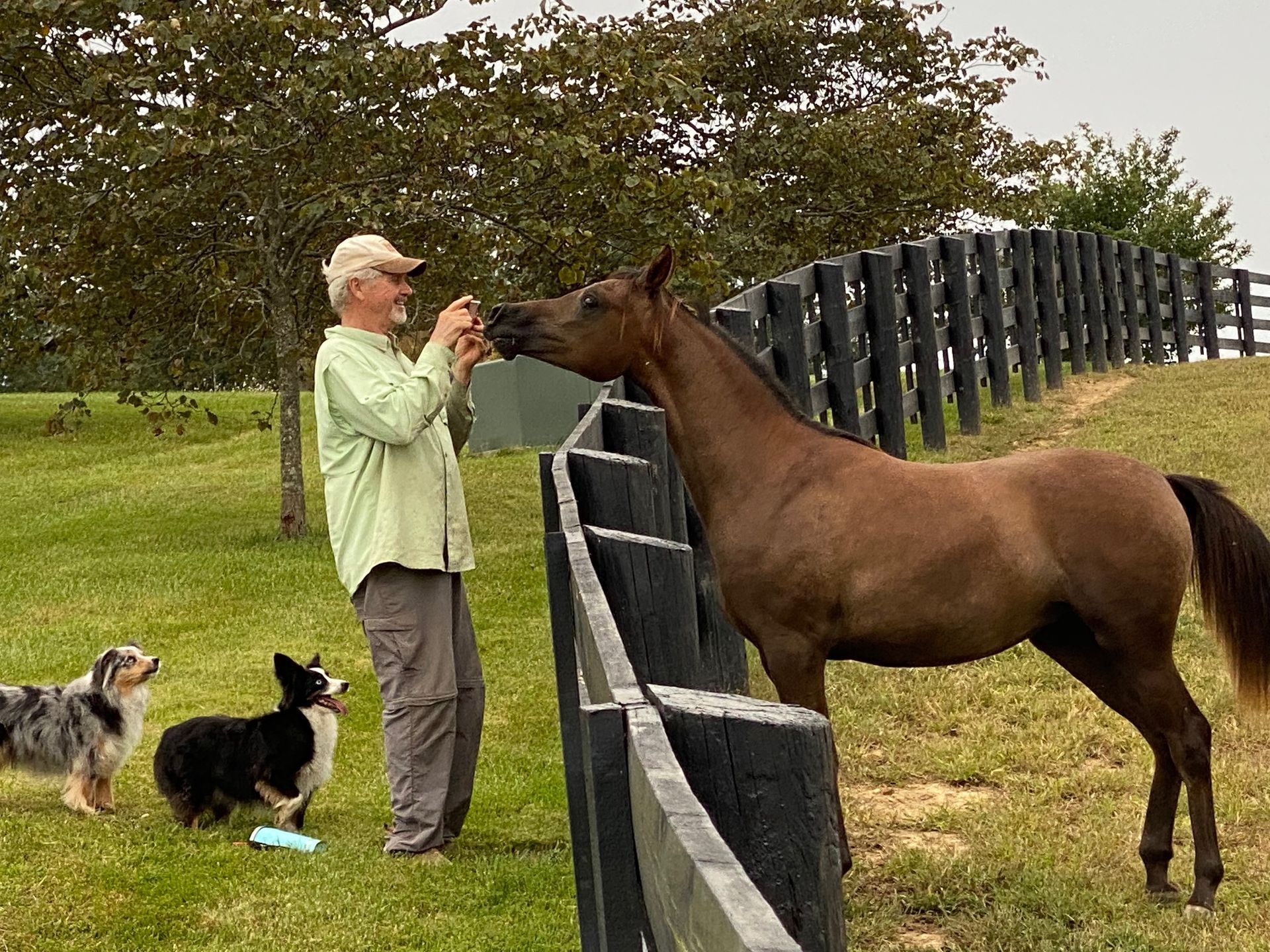 A man and two dogs are standing next to a horse in a field.