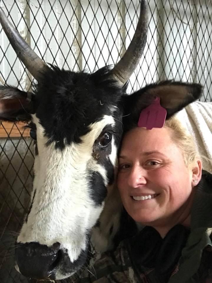 A woman is standing next to a black and white cow with horns.