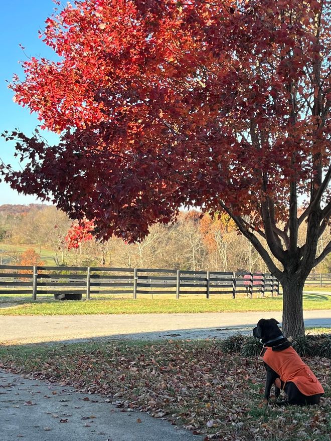 A dog is sitting under a tree with red leaves.