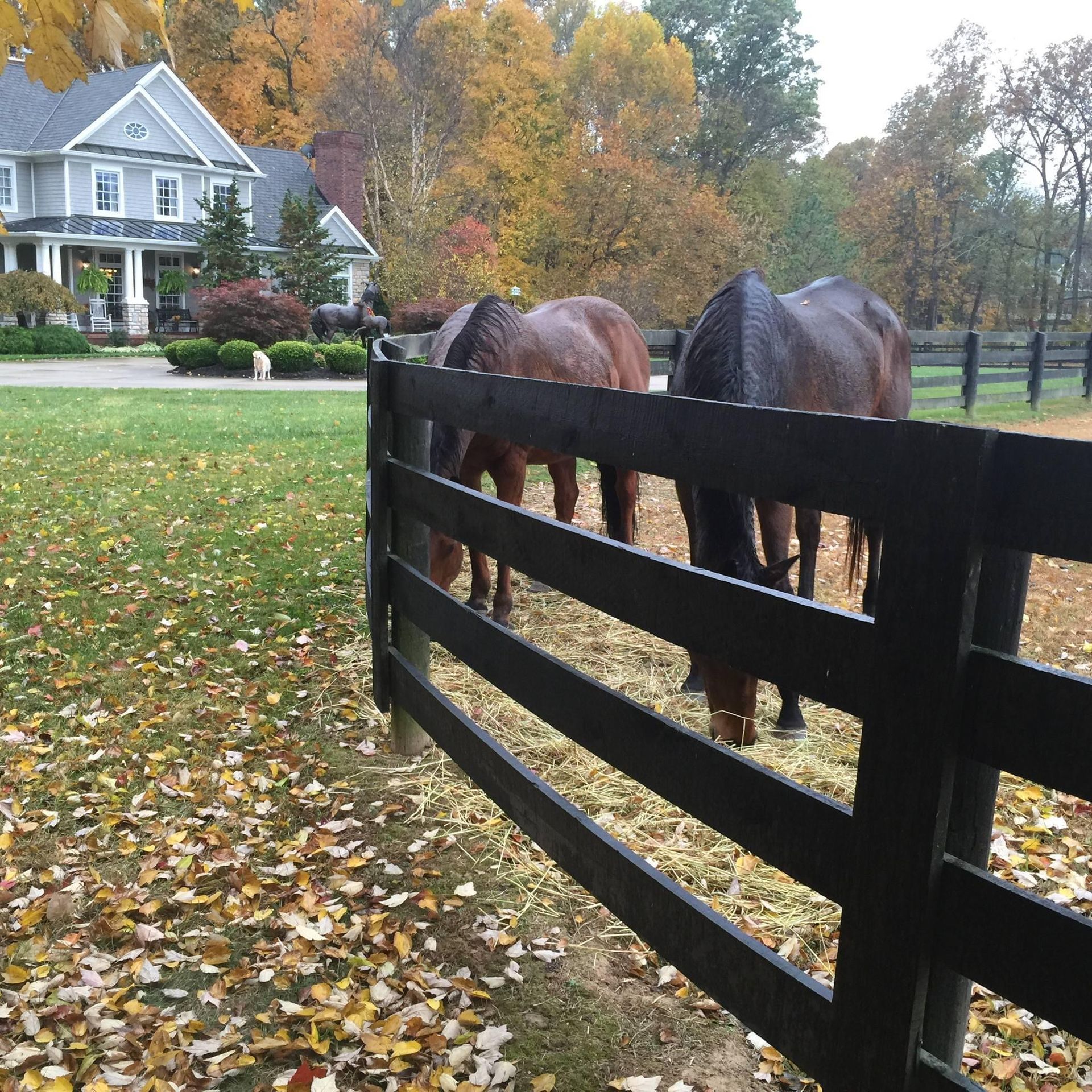 Horses grazing behind a black fence in front of a house