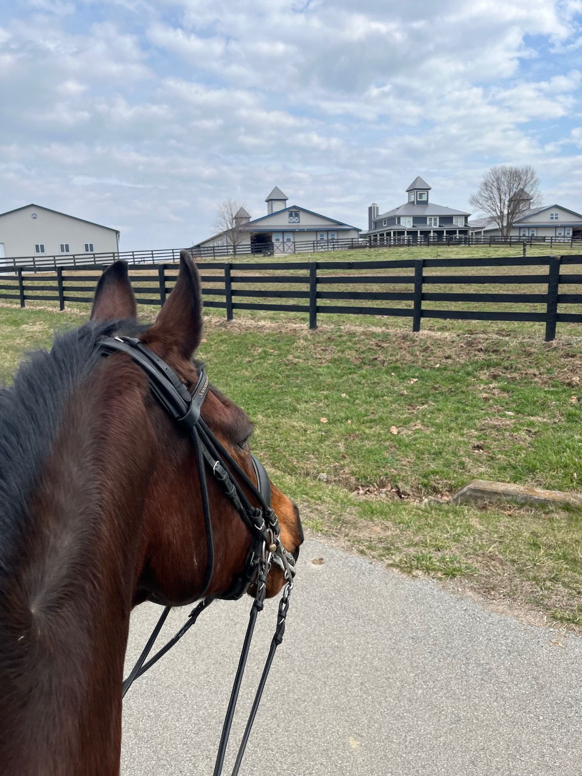 A horse wearing a bridle is walking down a road.