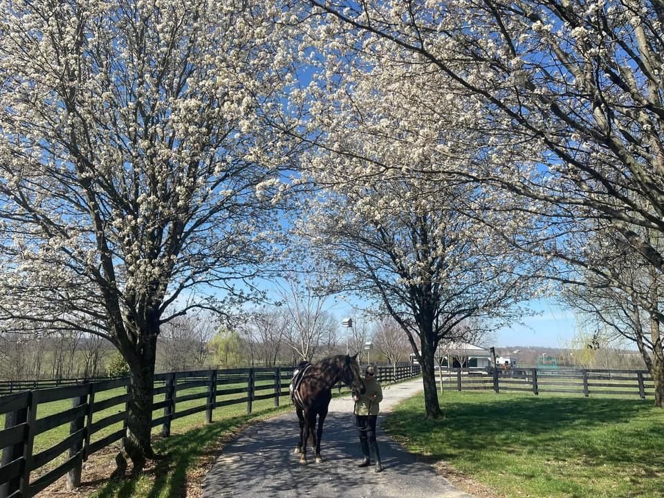 A man and a horse are walking down a path lined with trees.