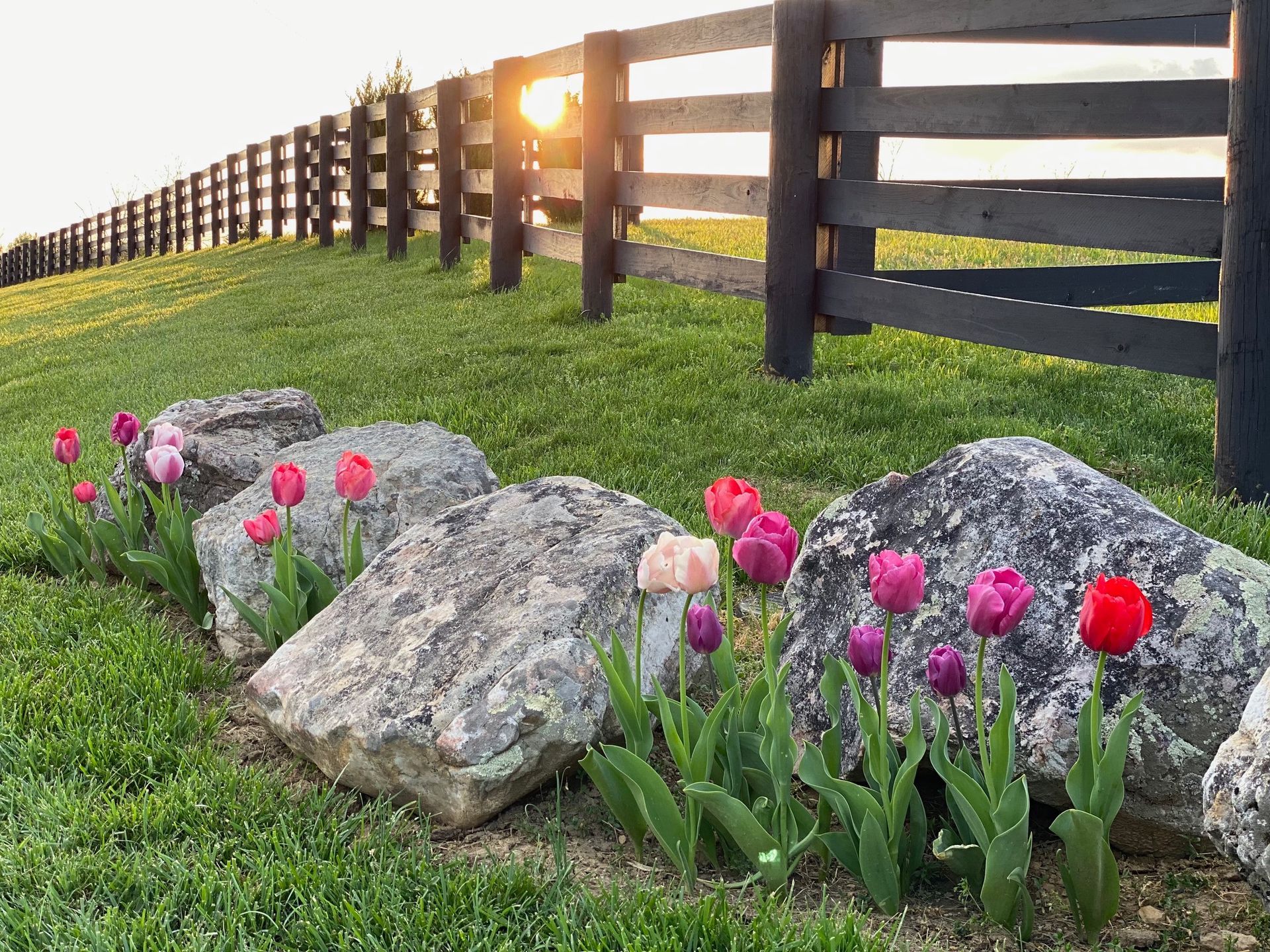 A garden with rocks and flowers in front of a wooden fence.