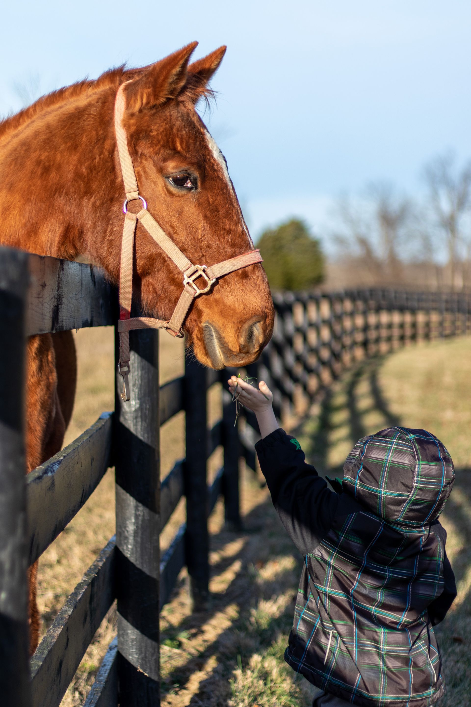 A little boy is petting a horse behind a fence.