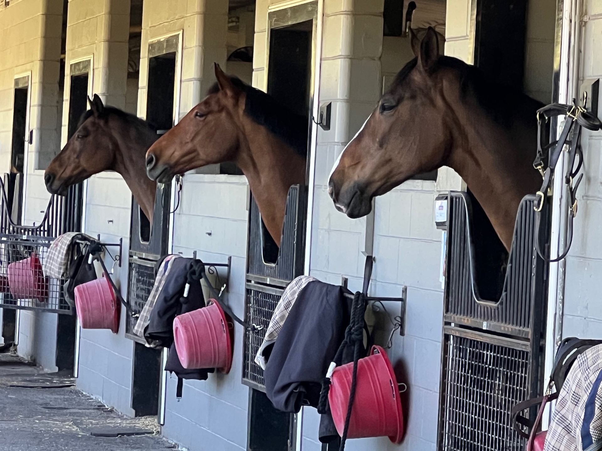 A row of horses standing next to each other in a stable.