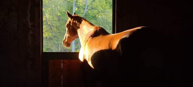 A horse is standing in a dark stable looking out of a window.