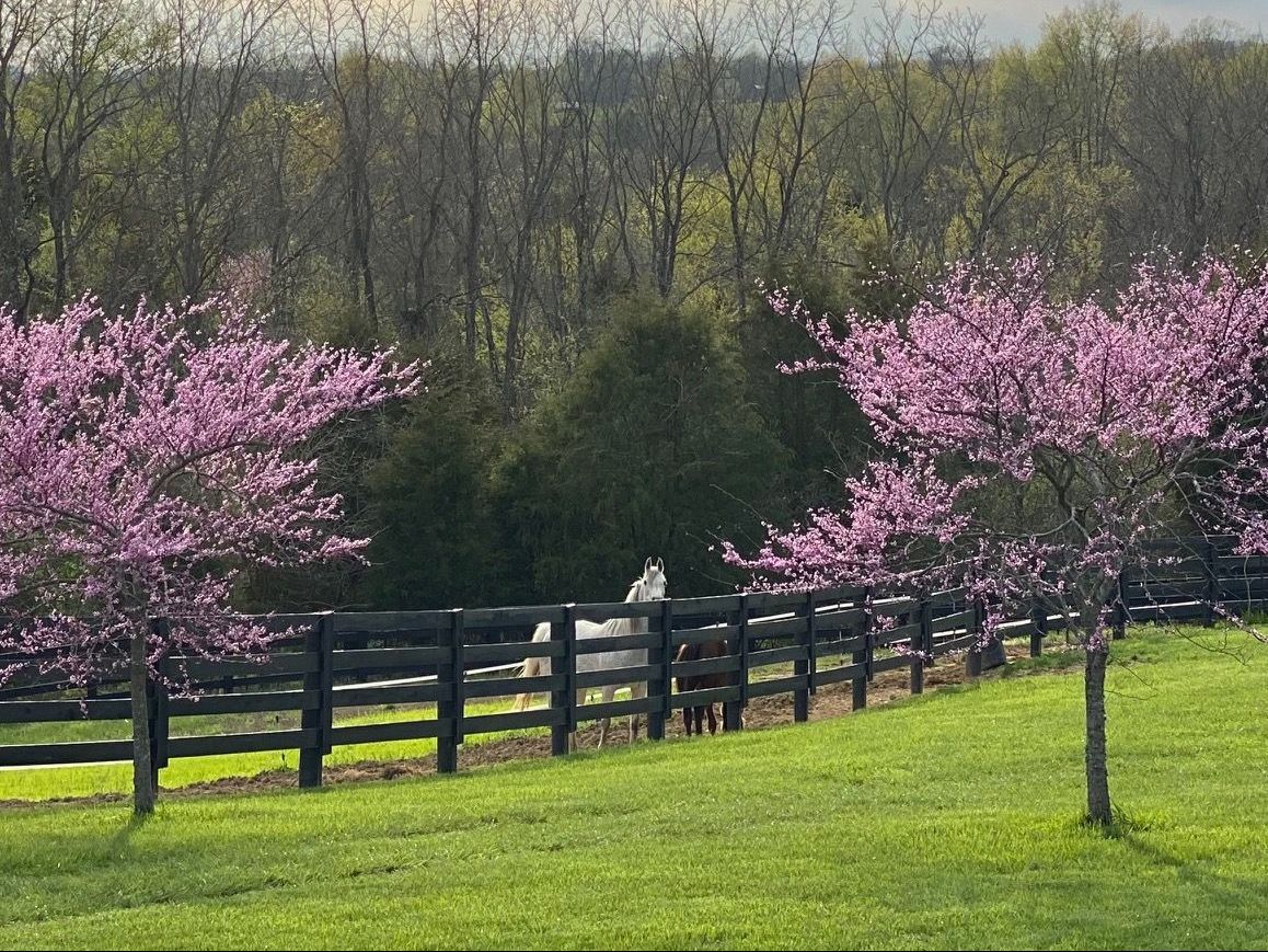 A horse is behind a fence in a field with pink flowers