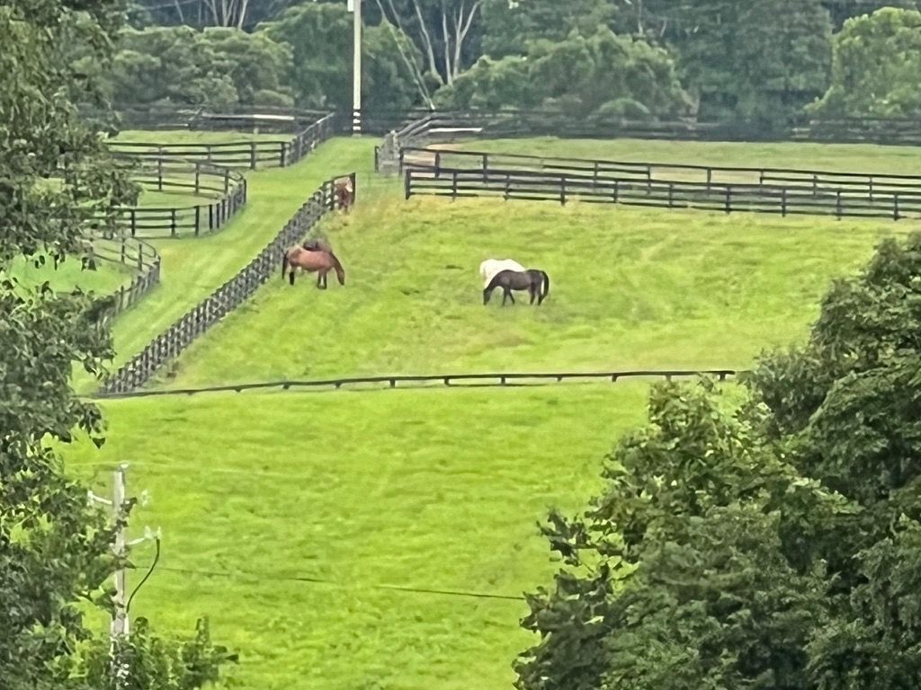 Two horses are grazing in a grassy field behind a fence