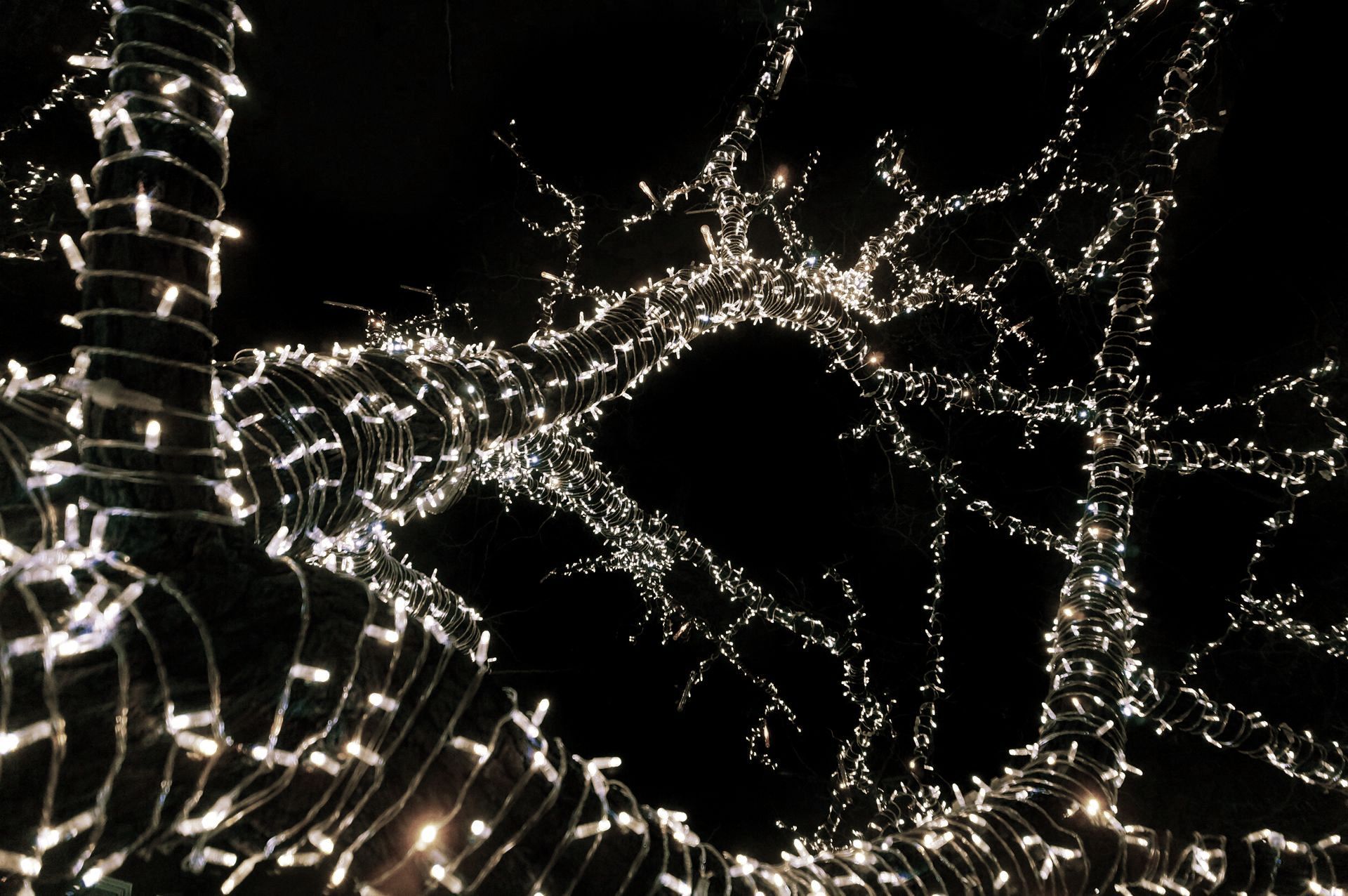 Tree branches covered in white string lights against a black sky.