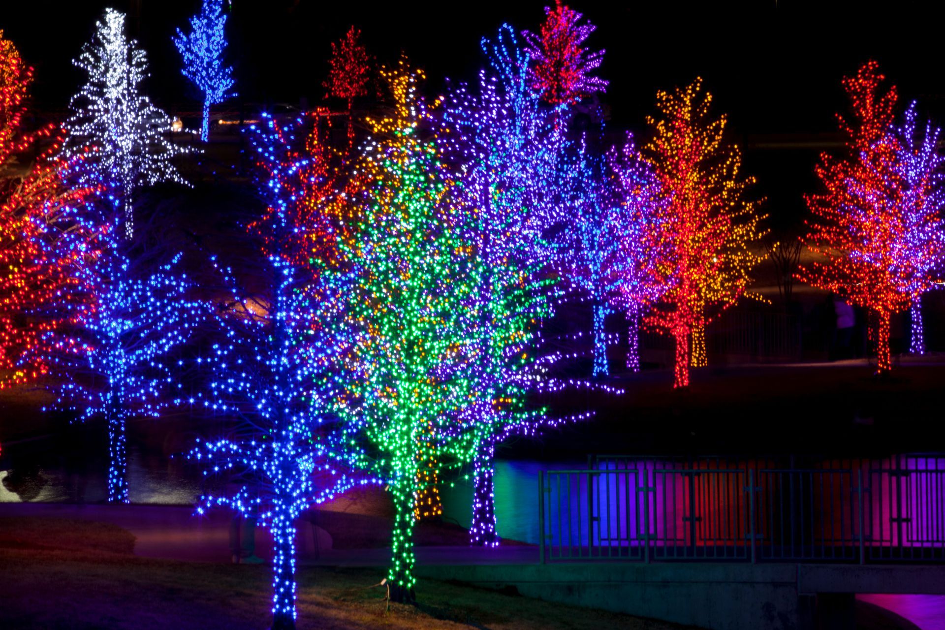 Trees illuminated with vibrant holiday lights: blue, red, green, and white against a dark night sky.