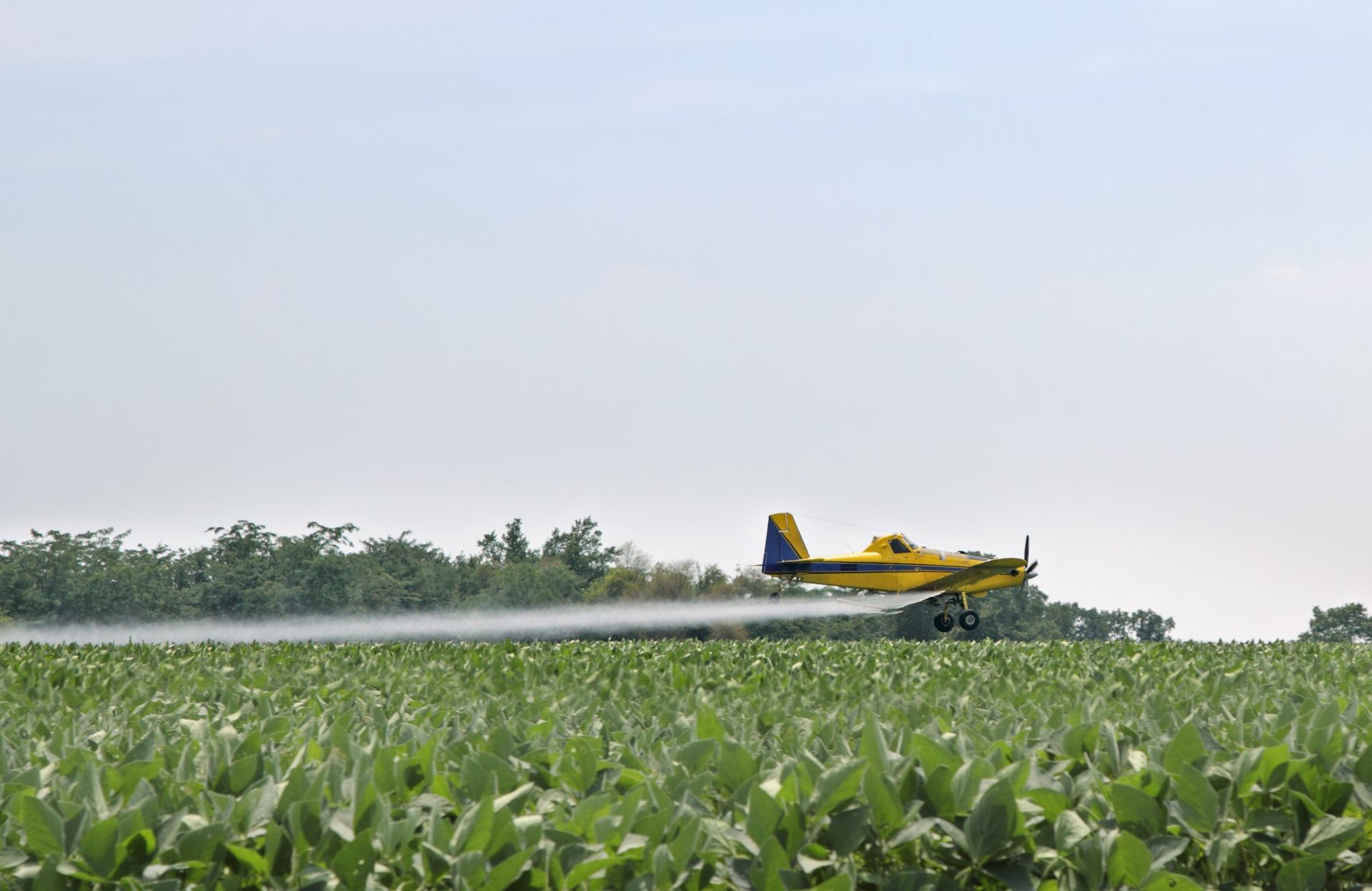 A small plane is spraying chemicals on a road.