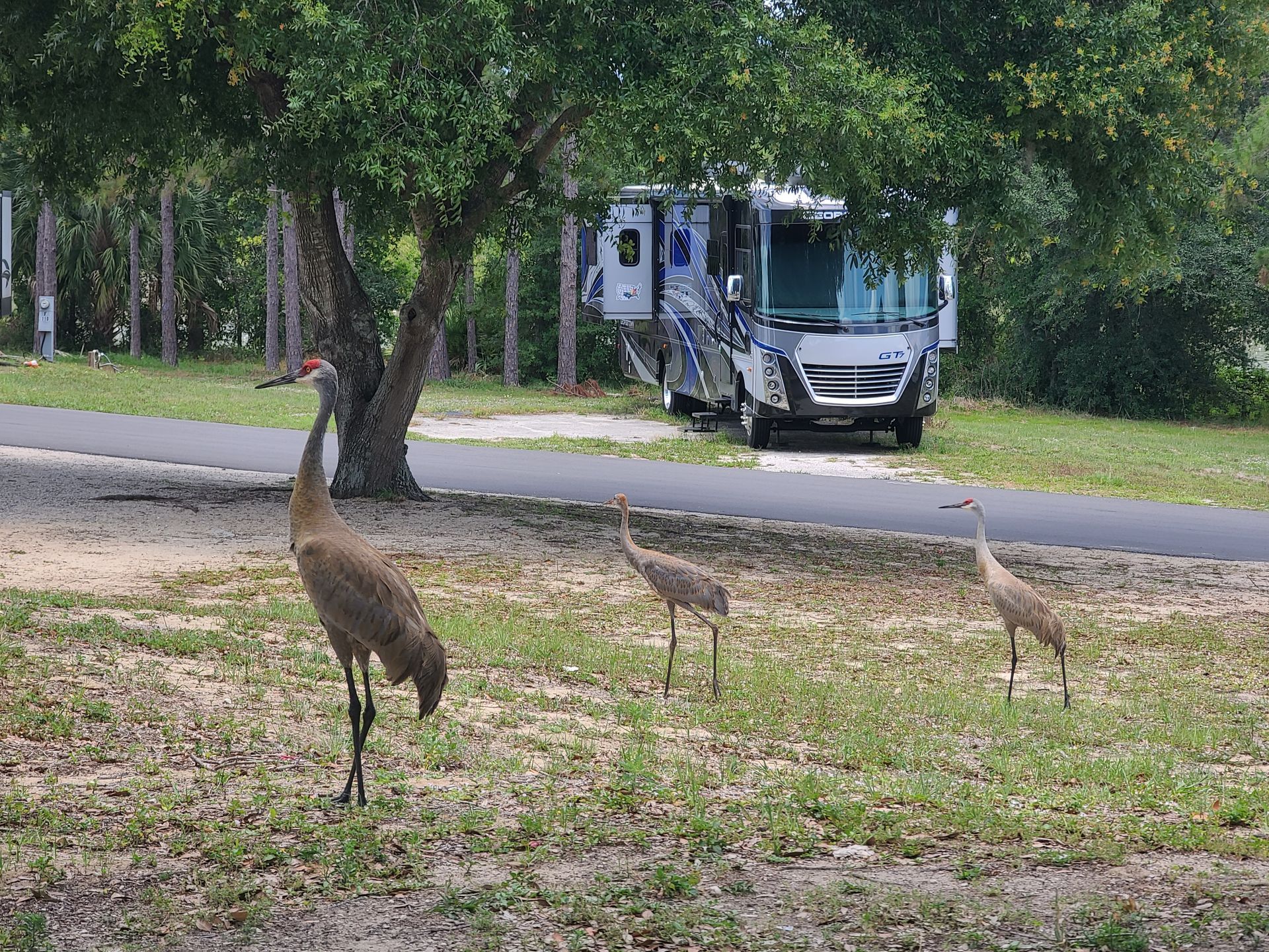 Three Sandhill cranes in a grassy area, motorhome in the background.