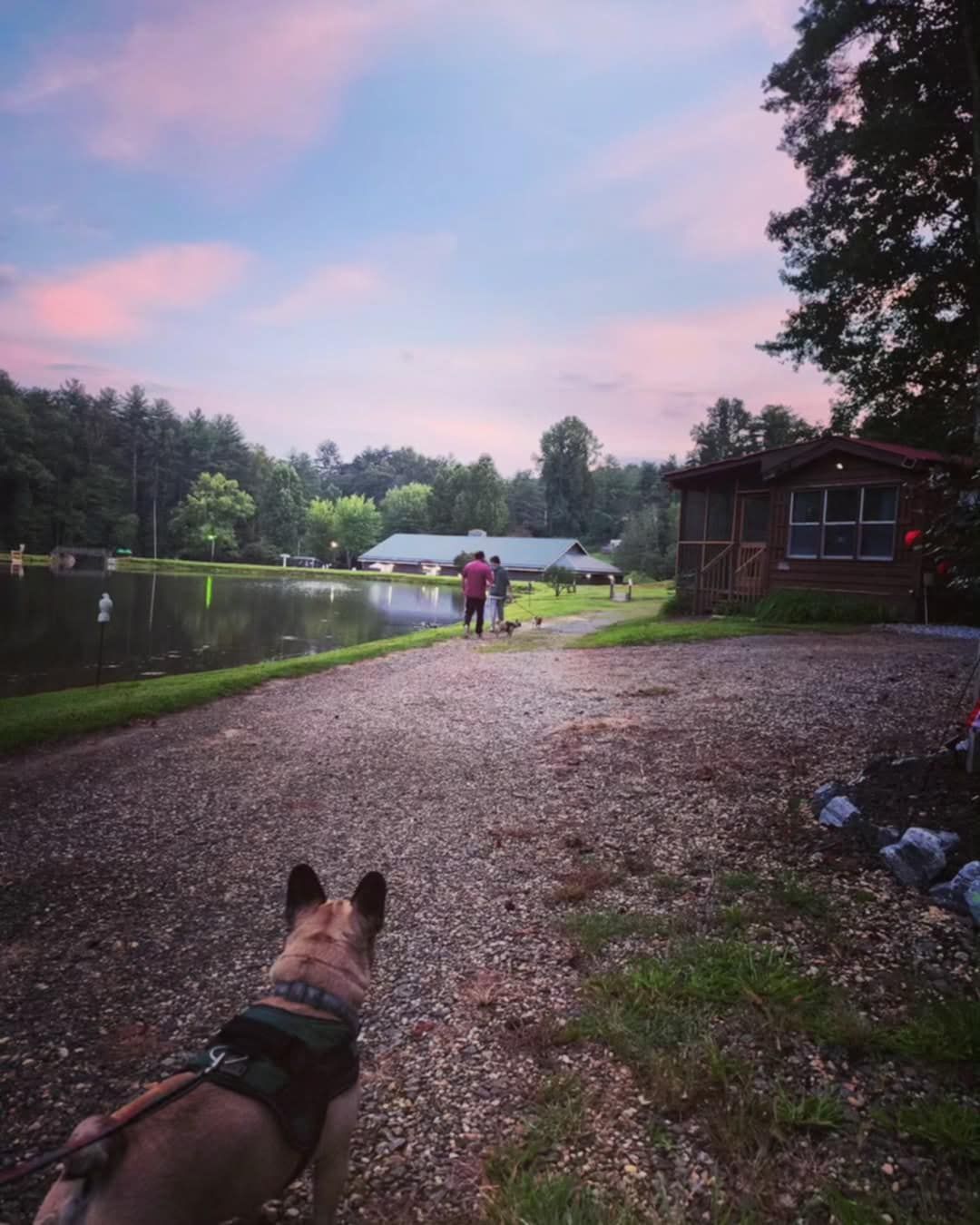 A dog is standing on a gravel road next to a lake.