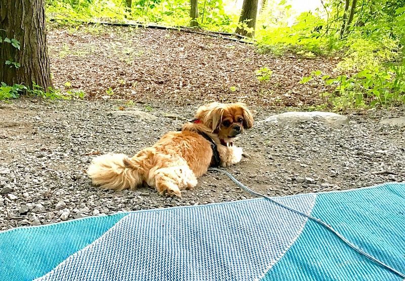 Allie (dog) on a leash at the campsite
