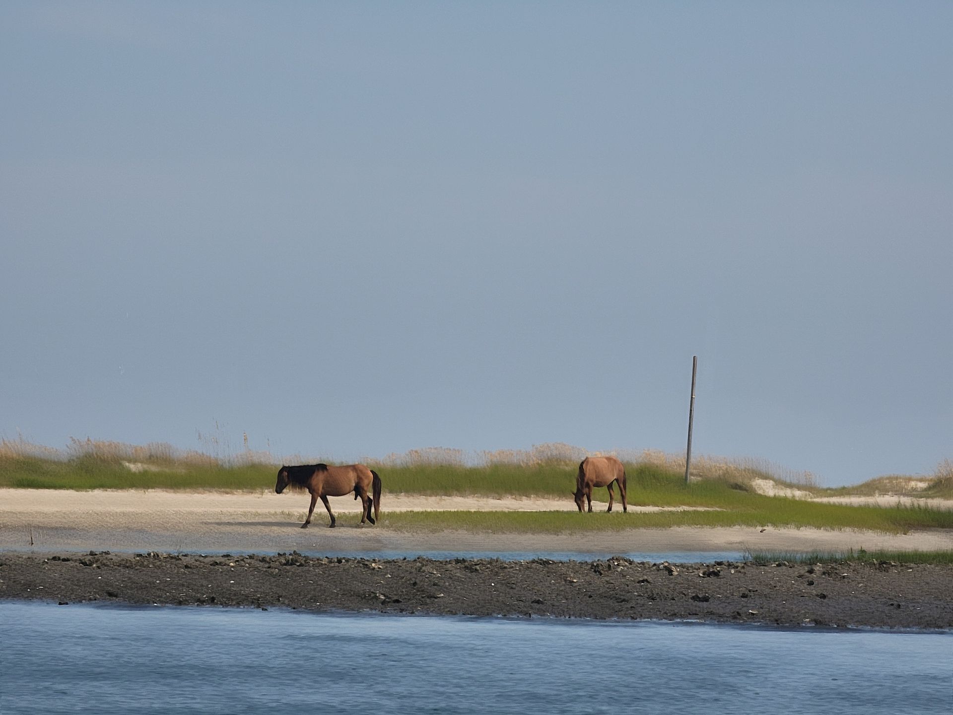 Two horses are grazing on a beach near the water