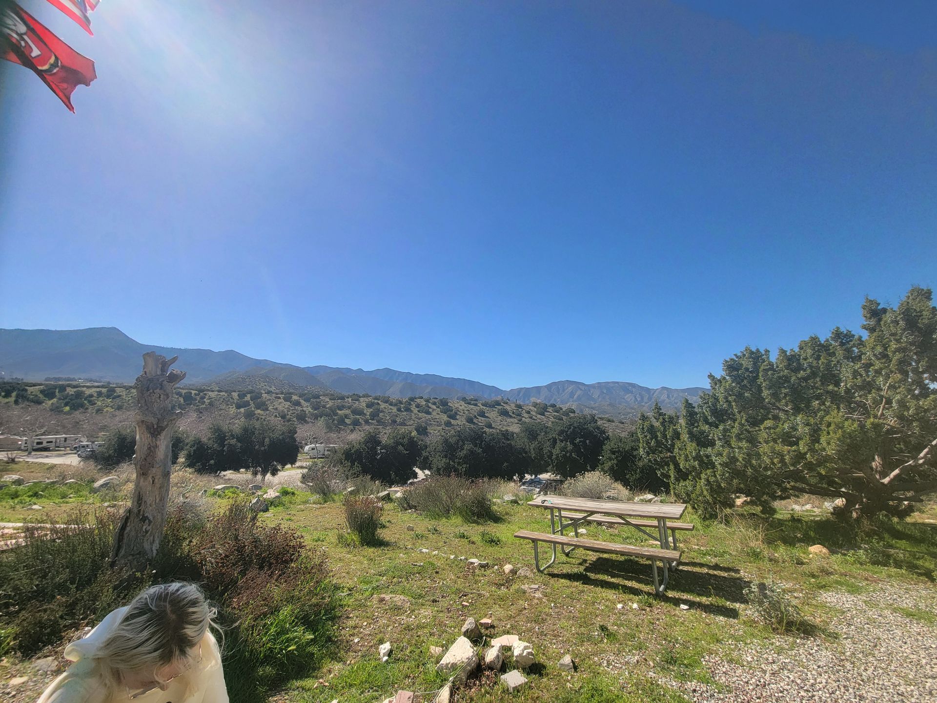 A dog is standing in a field next to a picnic table.