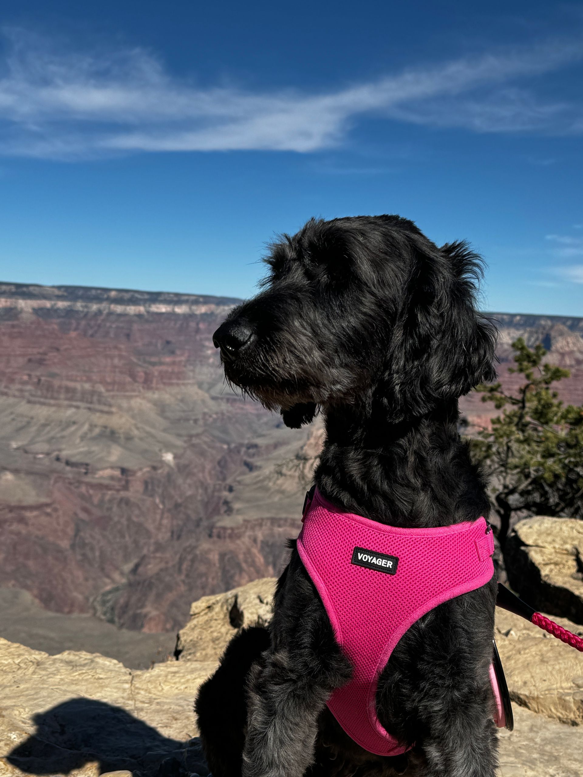 A black dog wearing a pink harness is sitting on top of a rock.