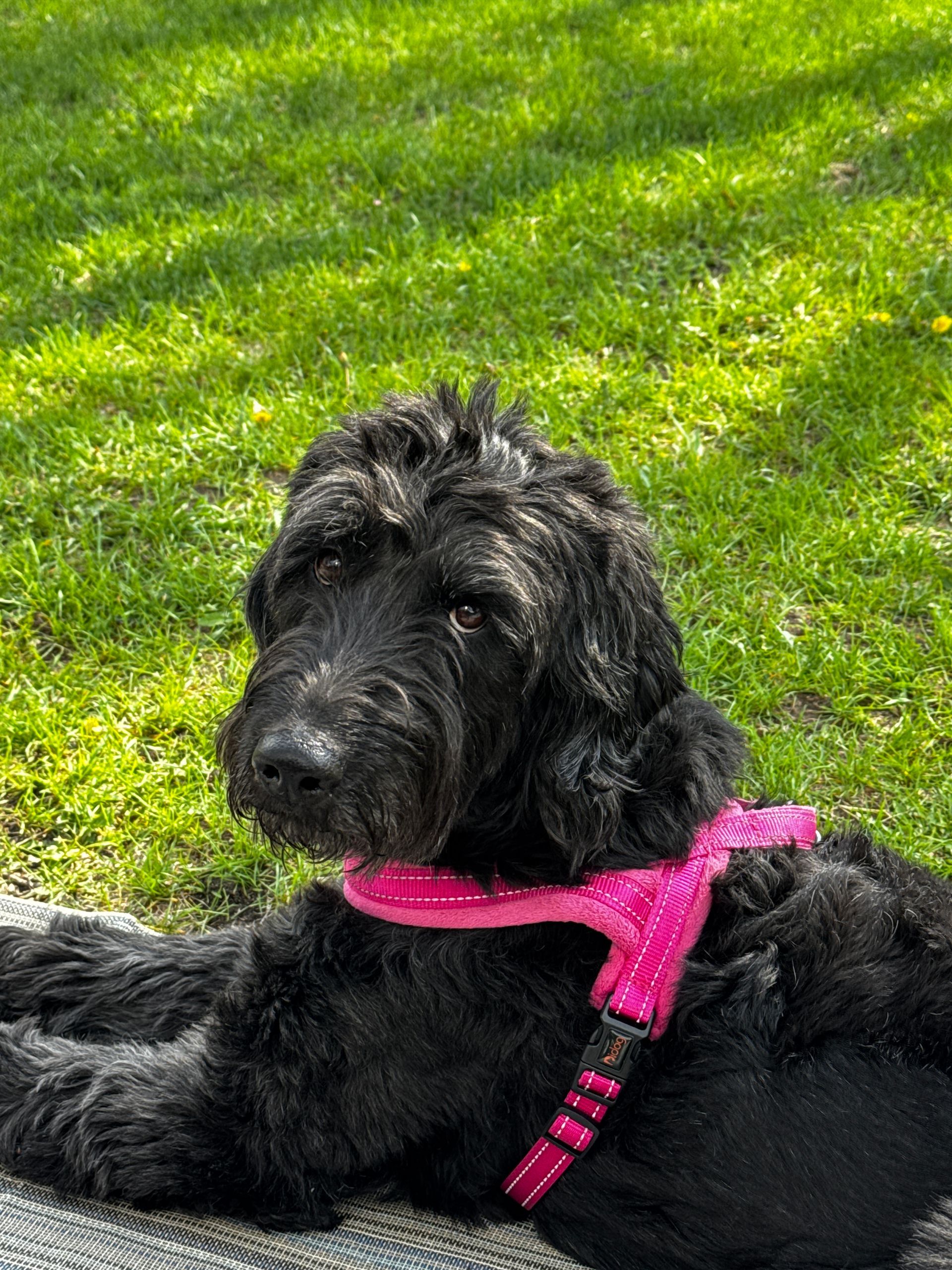 A black dog wearing a pink harness is laying in the grass.