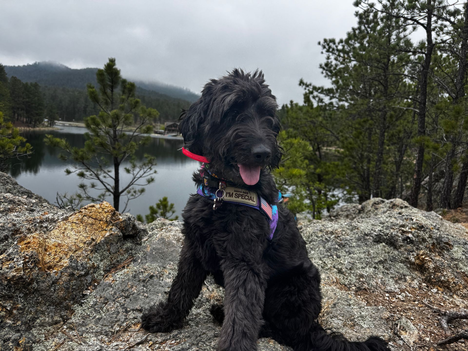 A black dog is sitting on a rock near a lake.