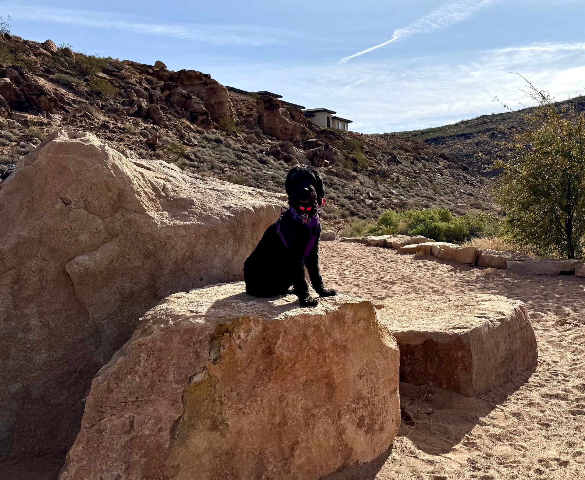 A black dog is sitting on a large rock in the desert