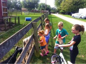 A group of children are feeding goats behind a fence.