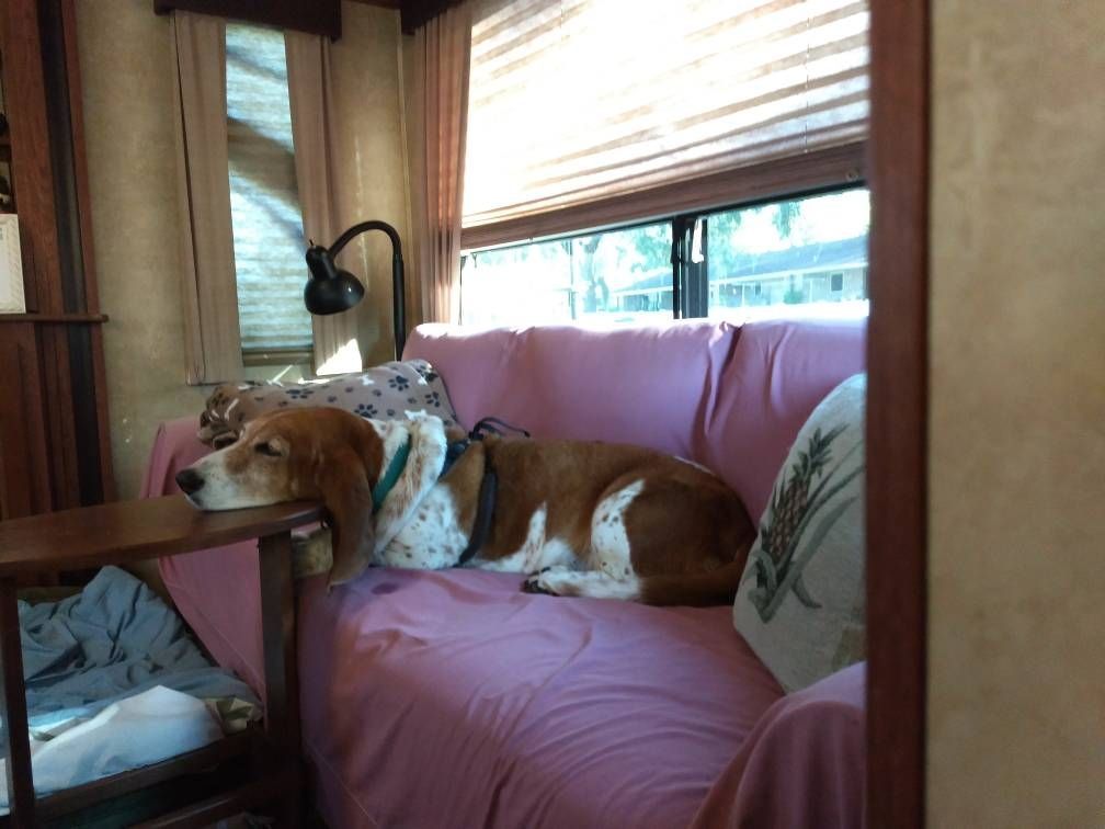 Resting Pooch